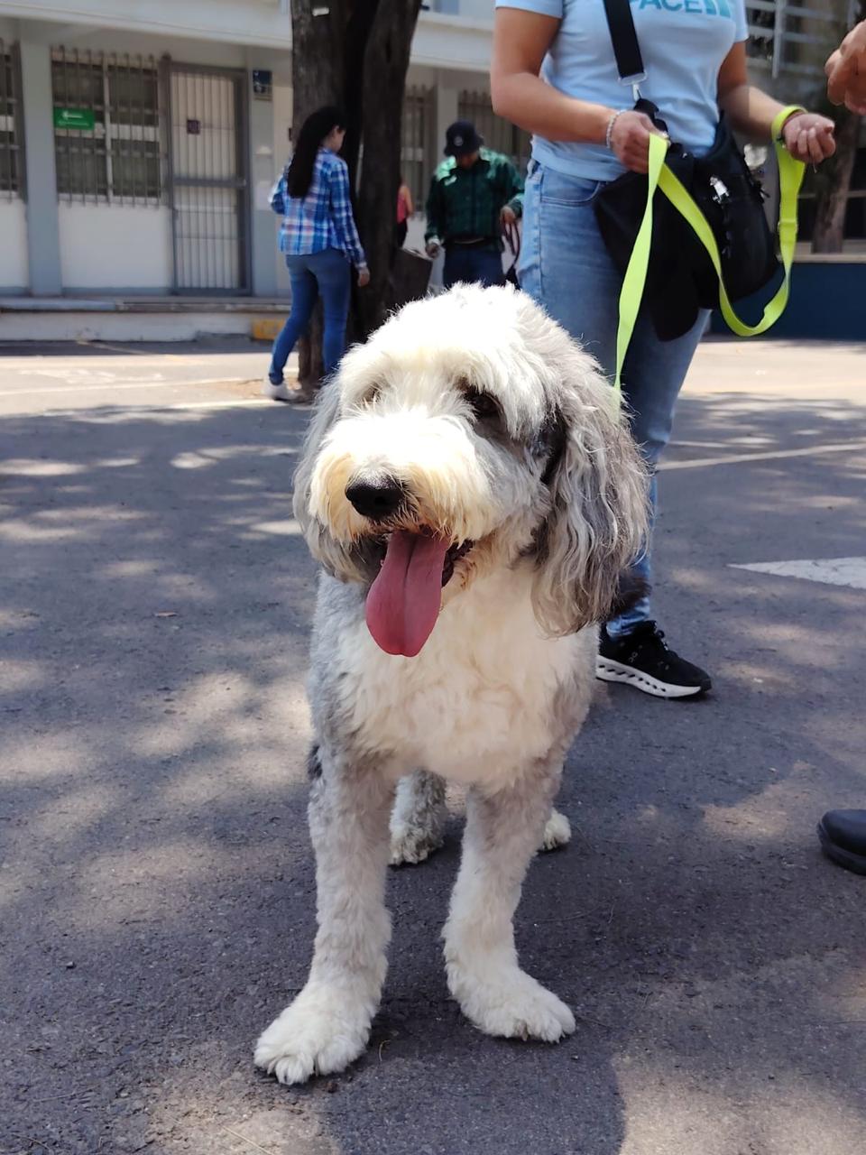 Continúa el programa de educación canina Can-Confiable en la UAQ
